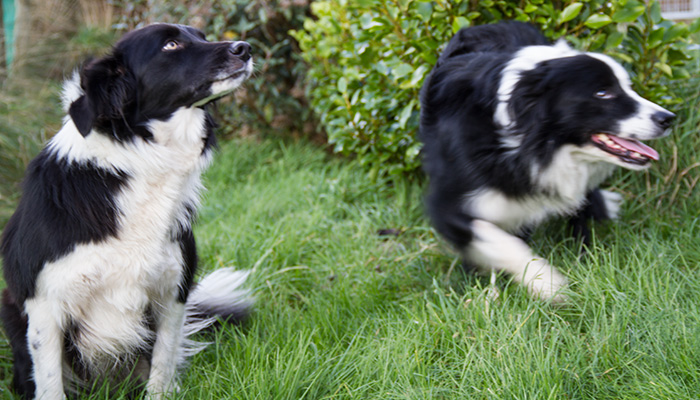 romesdal-collies